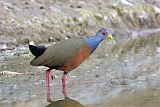 Gray-cowled Wood-Rail